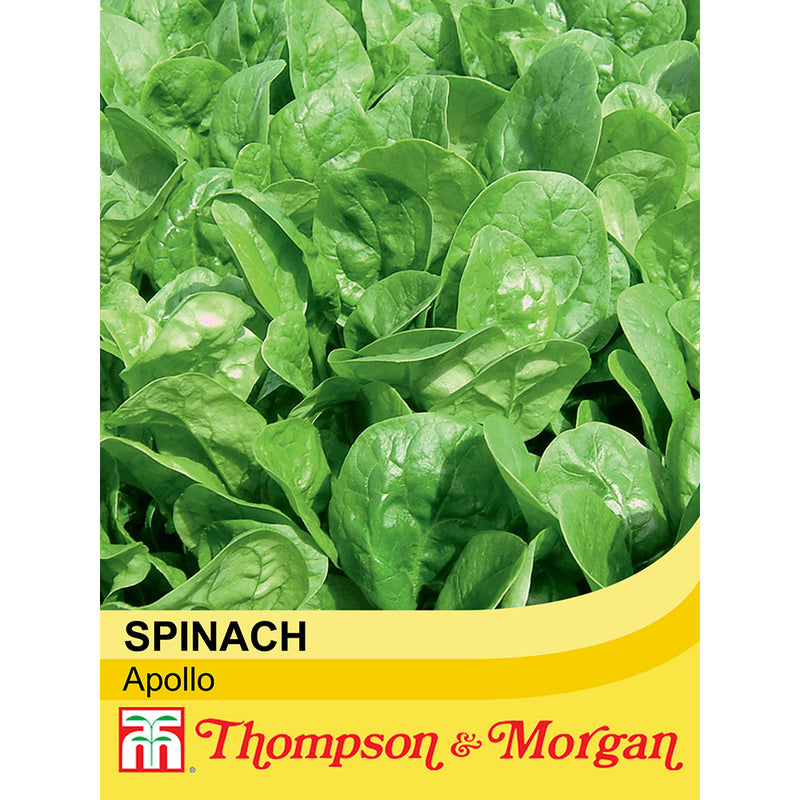 Spinach 'Apollo'