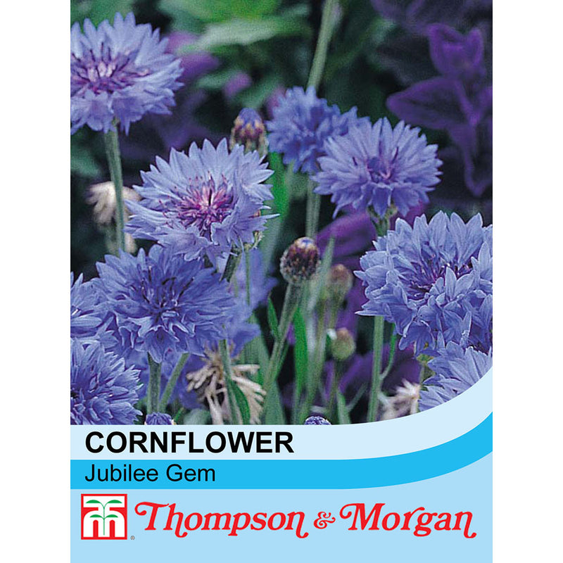 Cornflower 'Jubilee Gem'