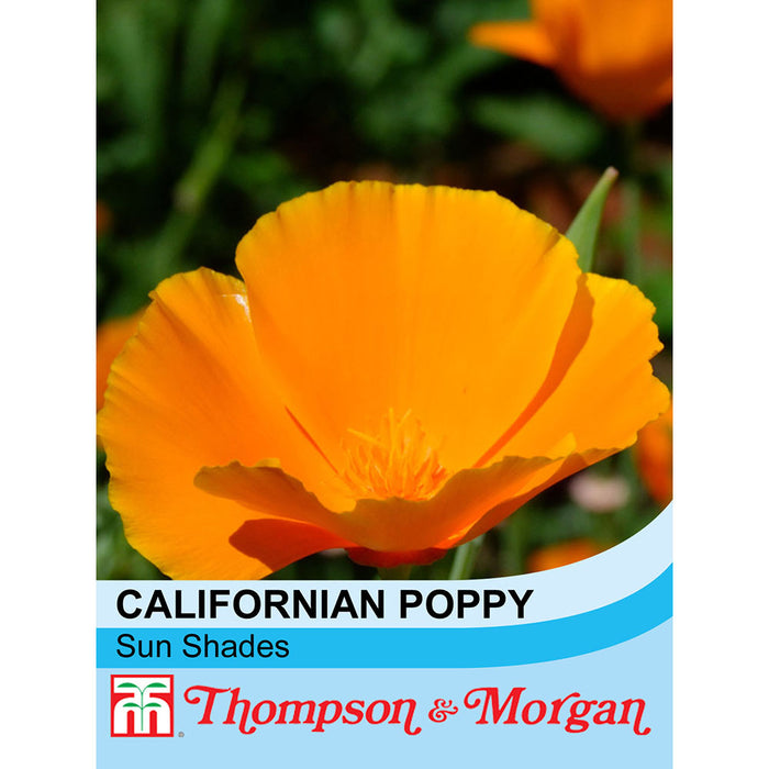Californian Poppy 'Sun Shades'