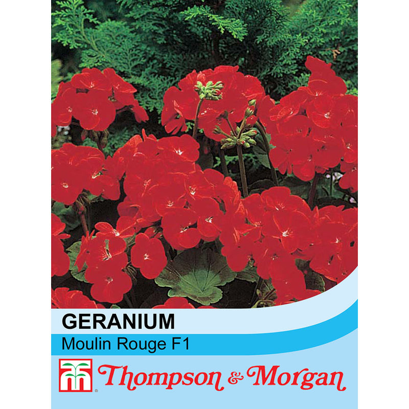 Geranium 'Moulin Rouge' F1 Hybrid