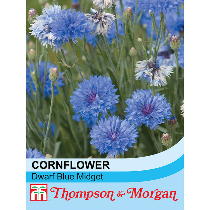 Cornflower 'Dwarf Blue Midget'