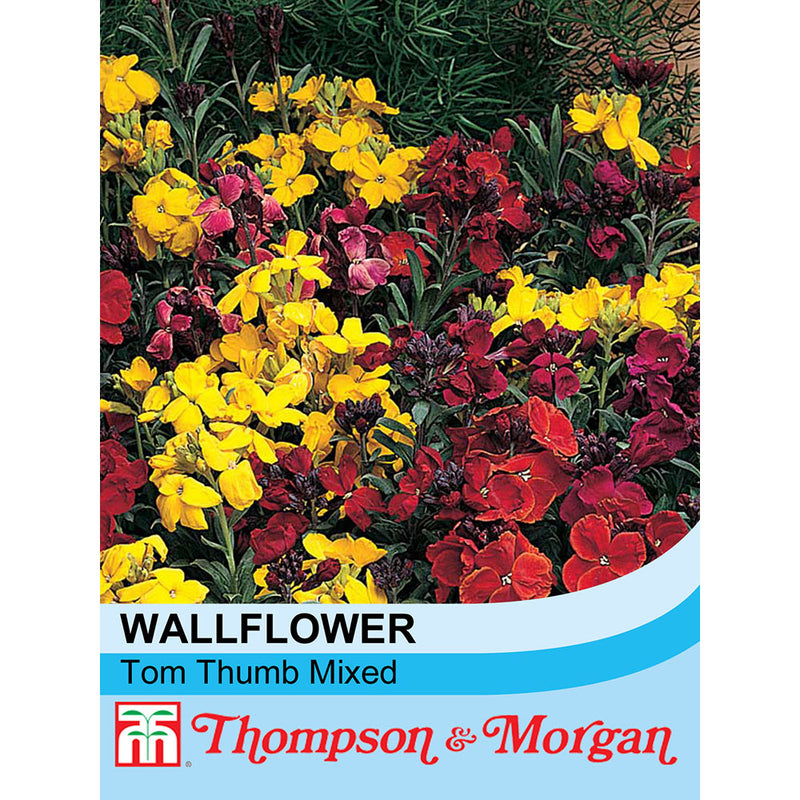 Wallflower 'Tom Thumb Mixed'