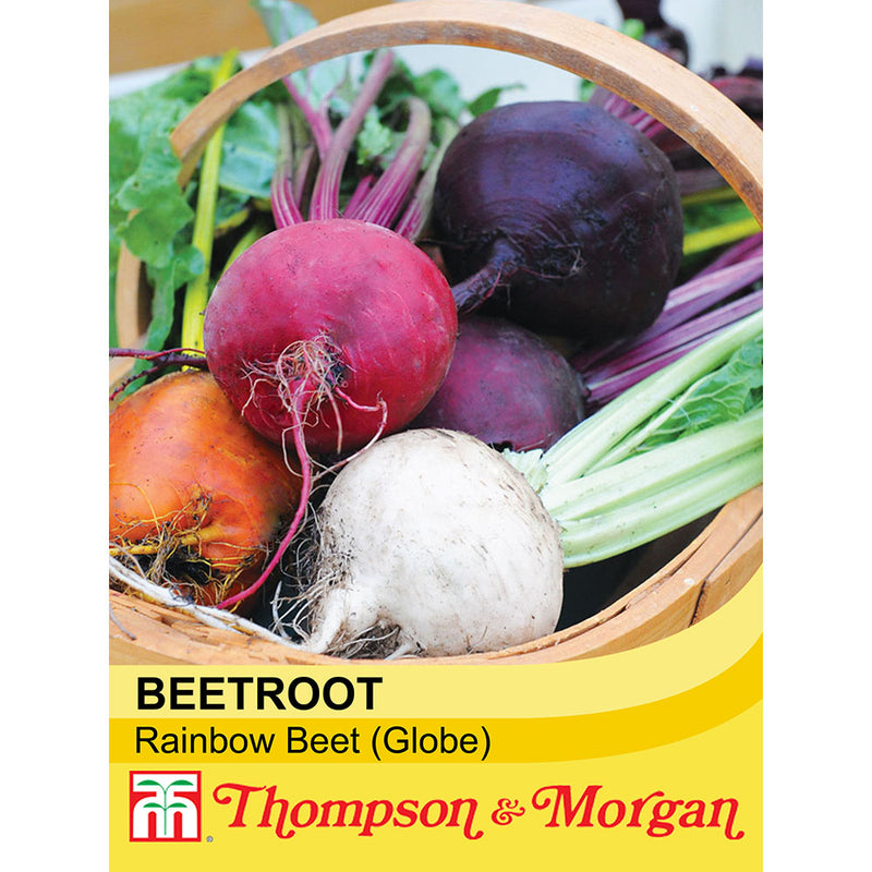 Beetroot 'Rainbow Beet' (Globe)