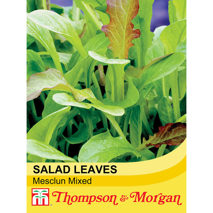 Salad Leaves 'Mesclun' Mixed