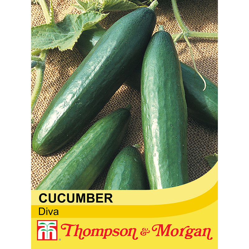Cucumber 'Diva'