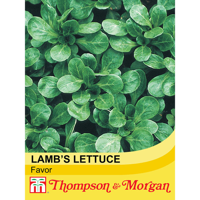 Lamb's Lettuce 'Favor'
