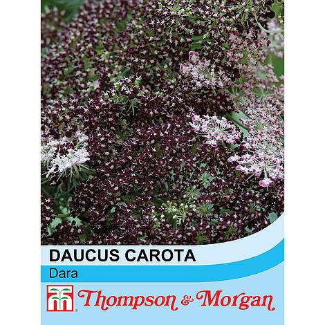 Daucus carota Dara