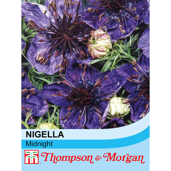 Nigella Papillosa 'Midnight'