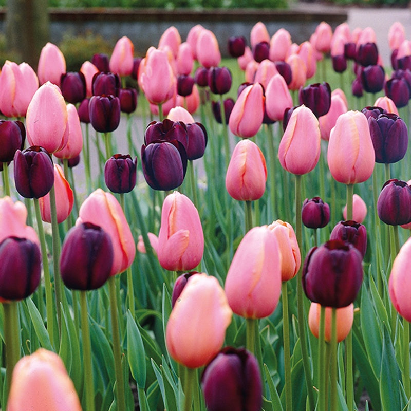 Tulip Cutting Garden XL (12 Bulbs Per Pack)