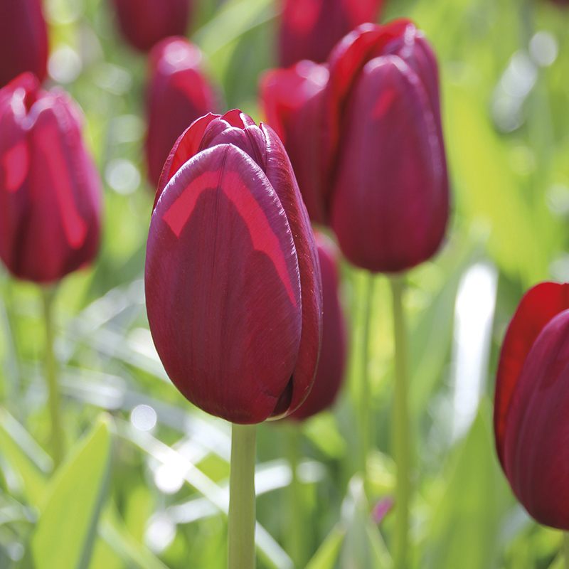 Tulip 'National Velvet' (6 Bulbs Per Pack)