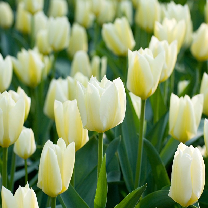 Tulip 'Purissima' (15 pack)