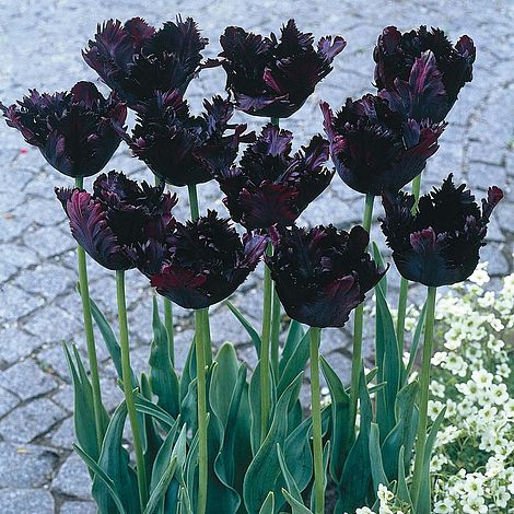 Tulip 'Black Parrot' (6 pack)
