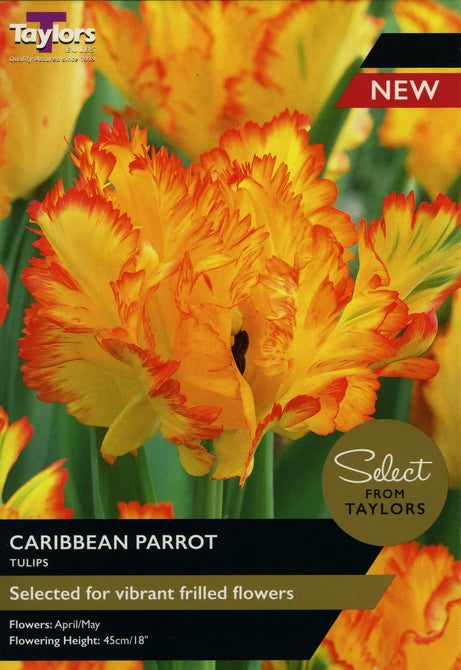 Tulip 'Caribbean Parrot' (5 Bulbs Per Pack)