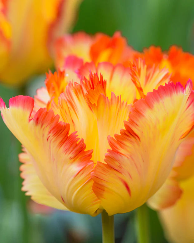 Tulip 'Caribbean Parrot' (5 Bulbs Per Pack)