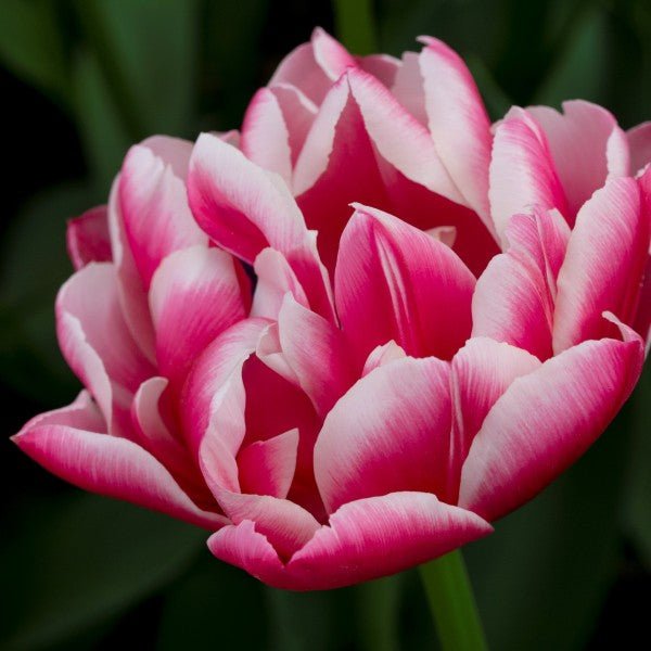 Tulip 'Columbus' (5 Bulbs Per Pack)