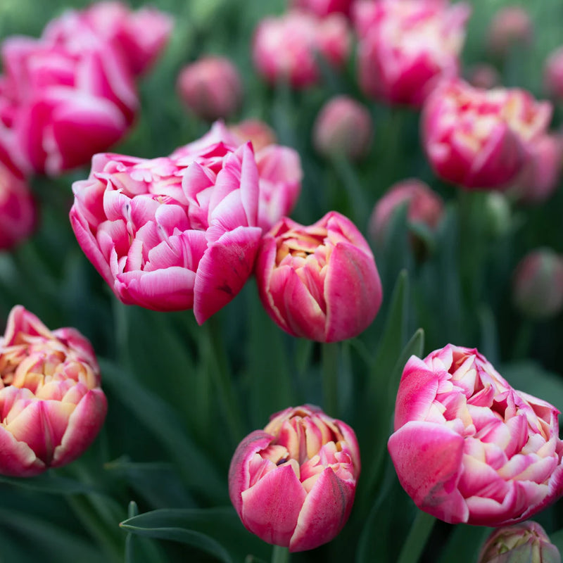 Tulip 'Columbus' (5 Bulbs Per Pack)