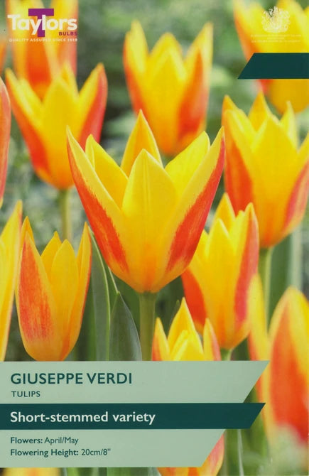 Tulip 'Giuseppe Verdi' (9 Bulbs Per Pack)