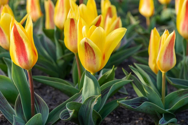 Tulip 'Giuseppe Verdi' (9 Bulbs Per Pack)