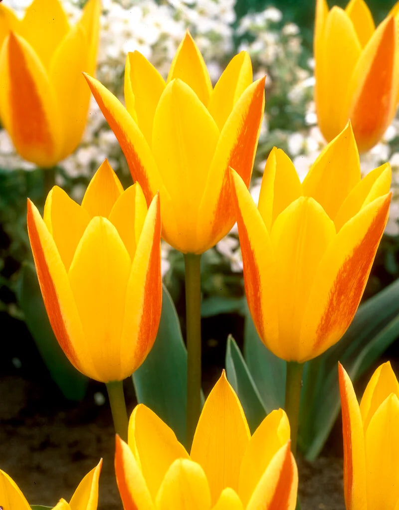 Tulip 'Giuseppe Verdi' (9 Bulbs Per Pack)
