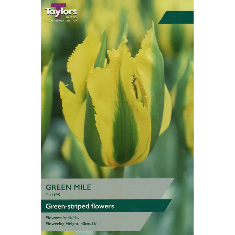 Tulip 'Green Mile' (5 Bulbs Per Pack)