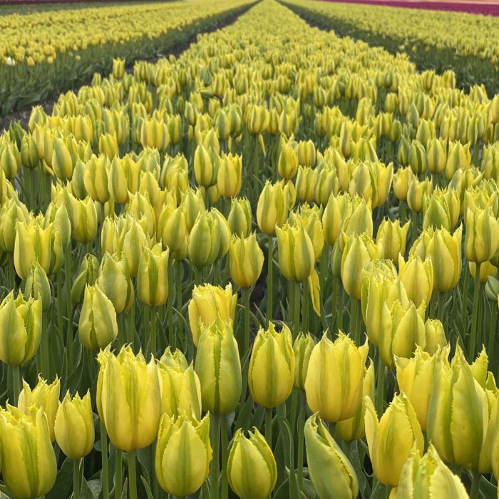 Tulip 'Green Mile' (5 Bulbs Per Pack)