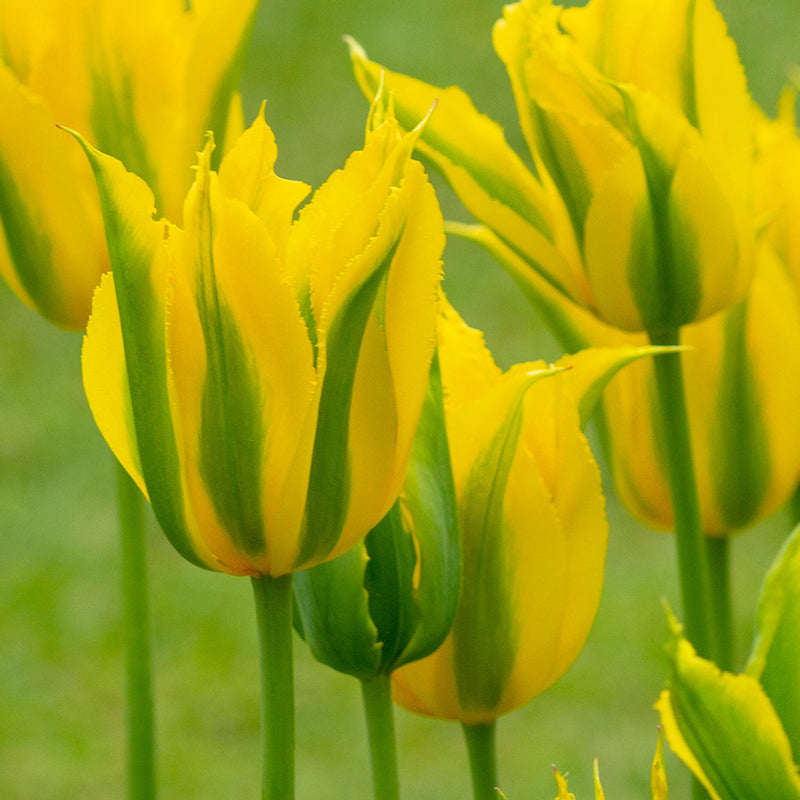 Tulip 'Green Mile' (5 Bulbs Per Pack)