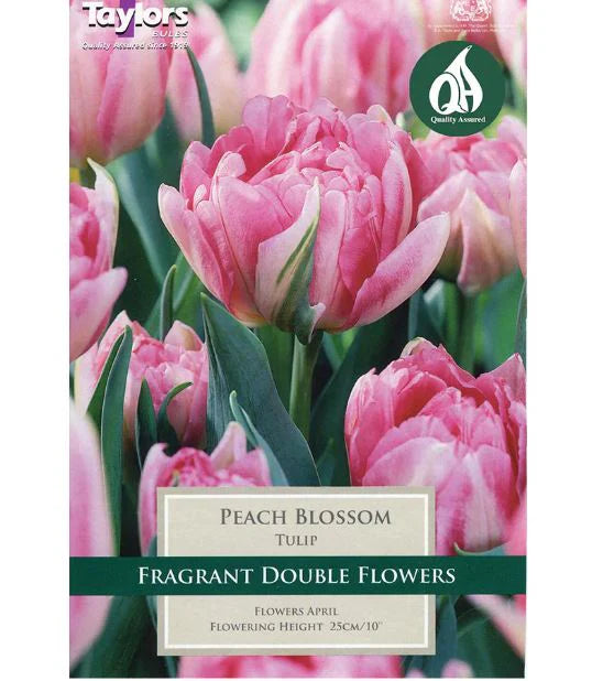 Tulip Peach Blossom (12 pack)