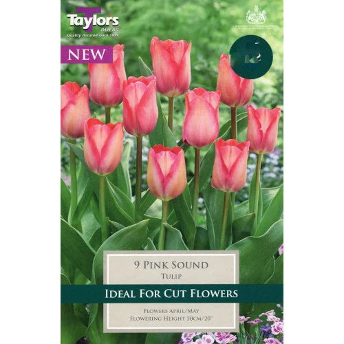 Tulip 'Pink Sound' (9 pack)