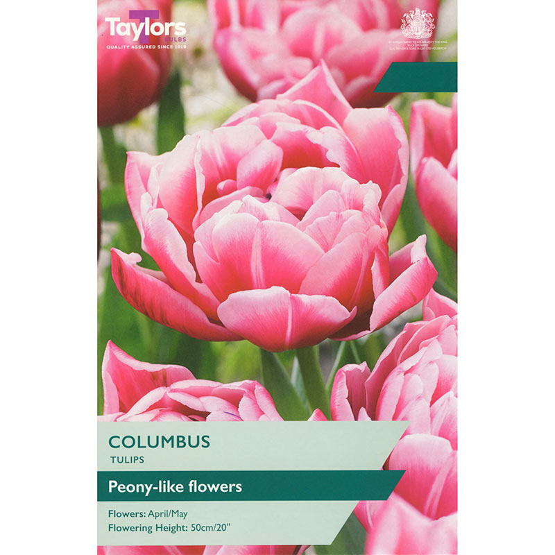 Tulip 'Columbus' (5 Bulbs Per Pack)