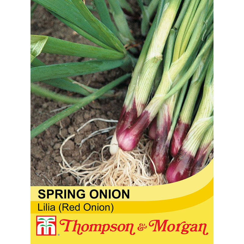 Spring Onion 'Lilia' (Red Onion)