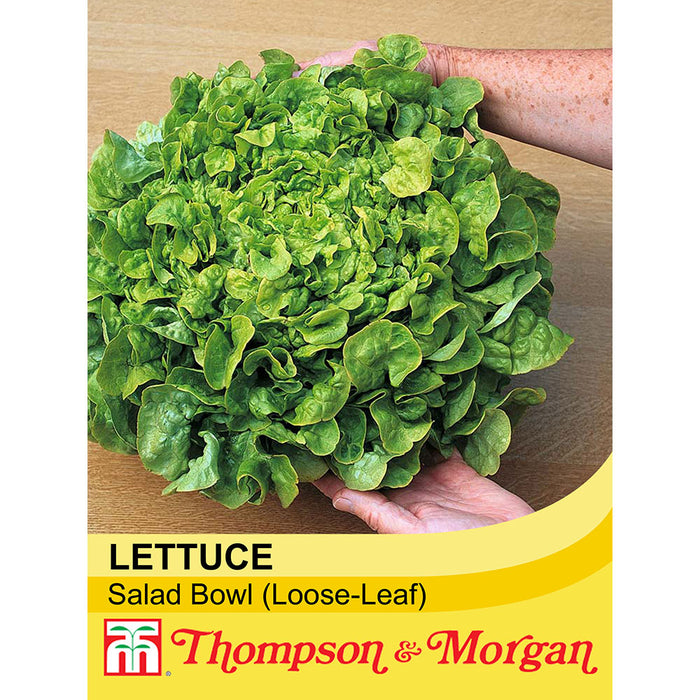 Lettuce 'Salad Bowl' (Loose-Leaf)