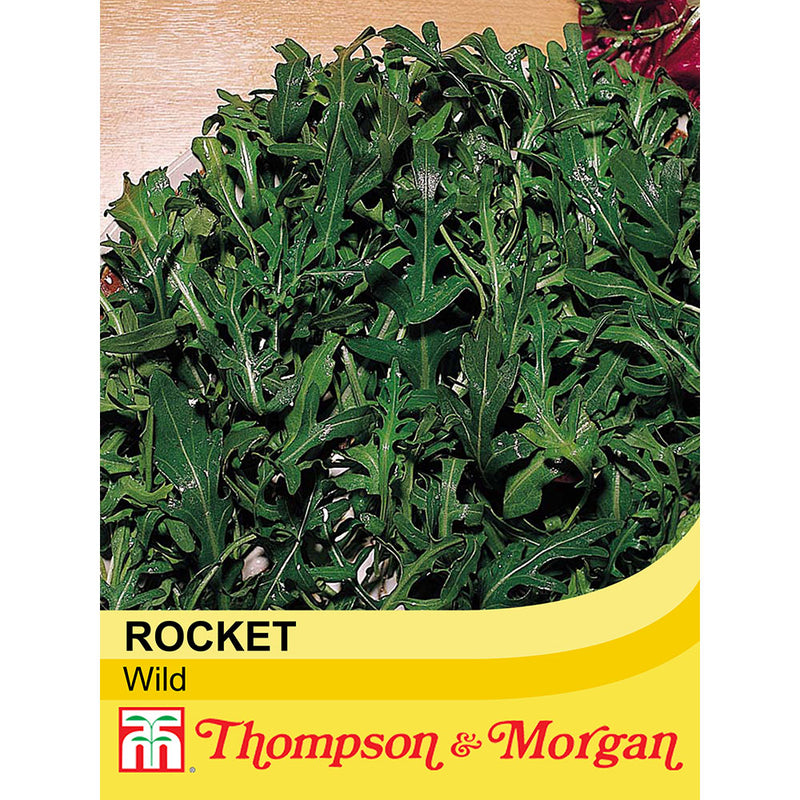 Herb Rocket Wild