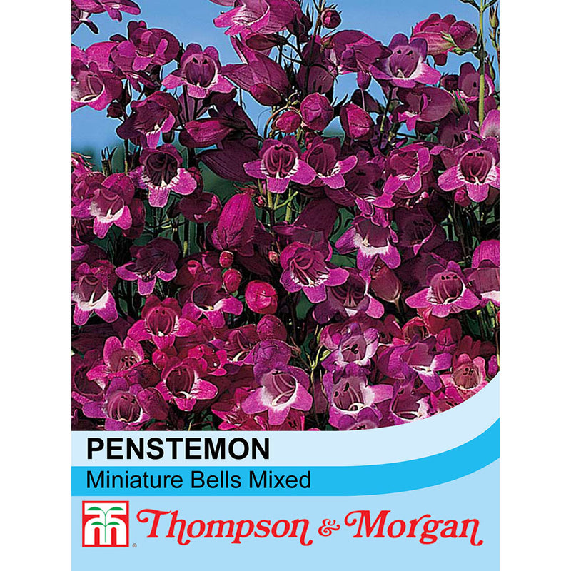 Penstemon 'Miniature Bells'