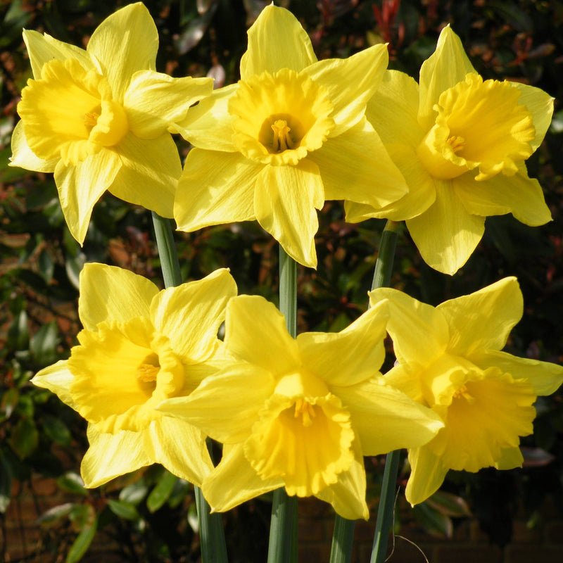 Daffodil Narcissus Tamara (3kg)