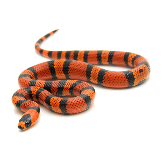 Hypo Tangerine Honduran Milk Snake