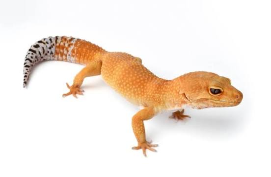 Leopard Gecko High Grade