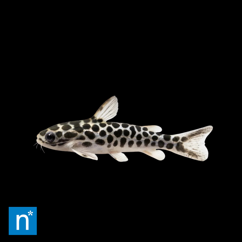 Tatia Catfish | Tatia perugiae