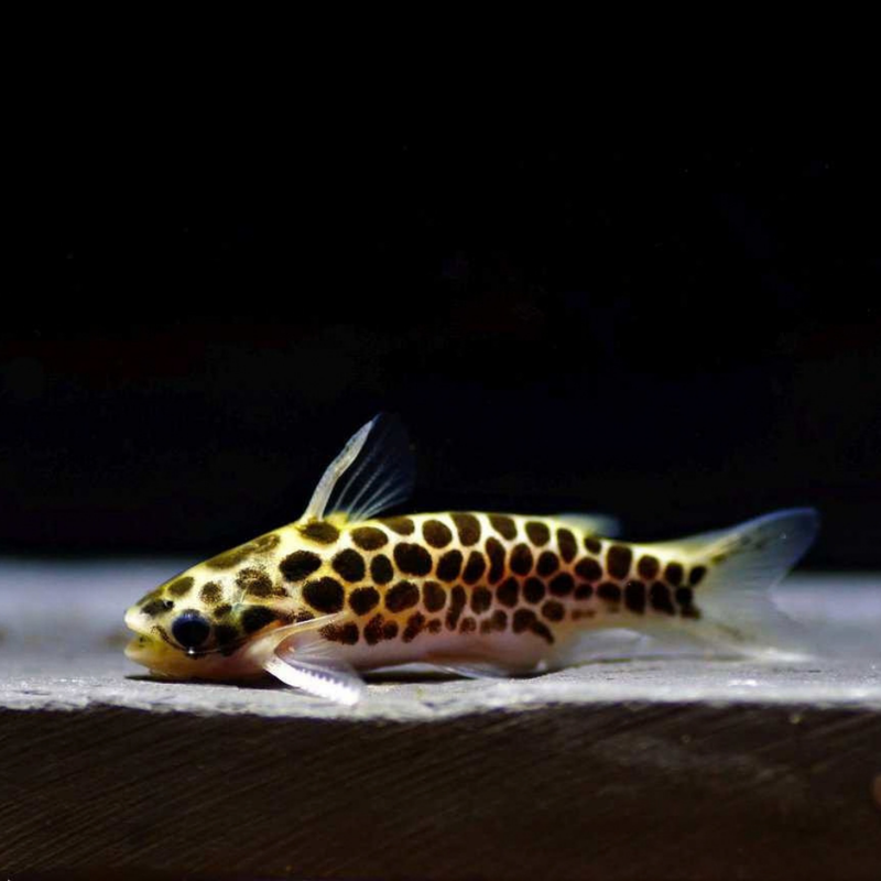 Tatia Catfish | Tatia perugiae