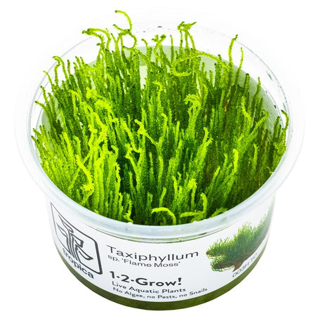 Taxiphyllum sp. 'Flame Moss' 1-2 Grow