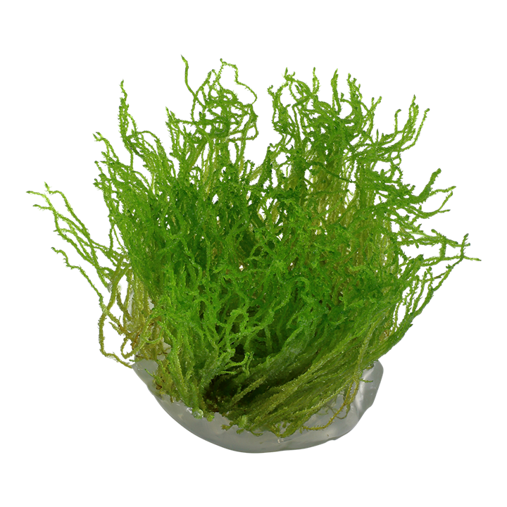 Taxiphyllum sp. 'Flame Moss' 1-2 Grow