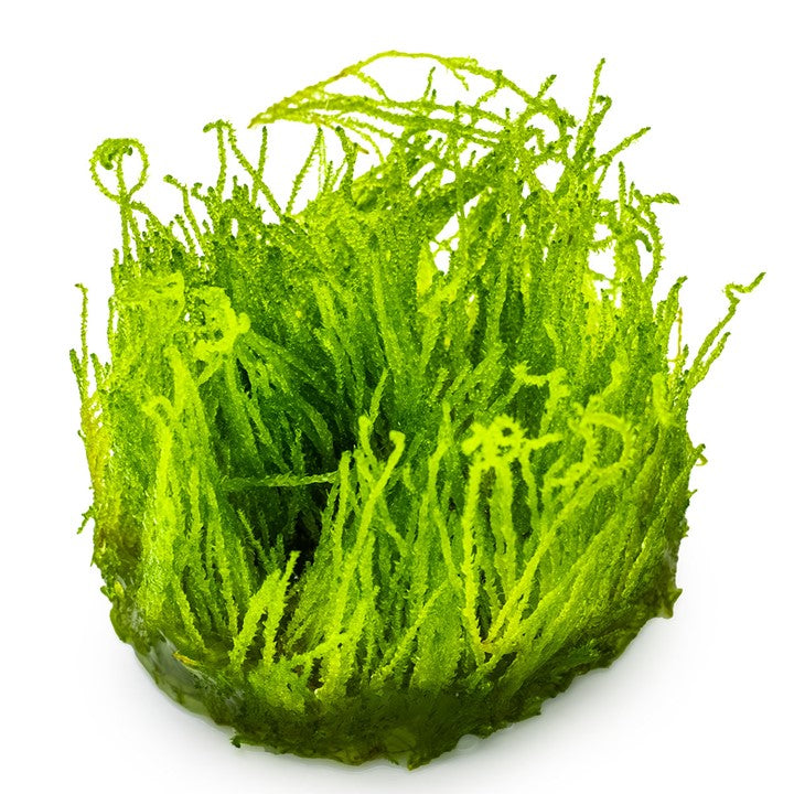 Taxiphyllum sp. 'Flame Moss' 1-2 Grow