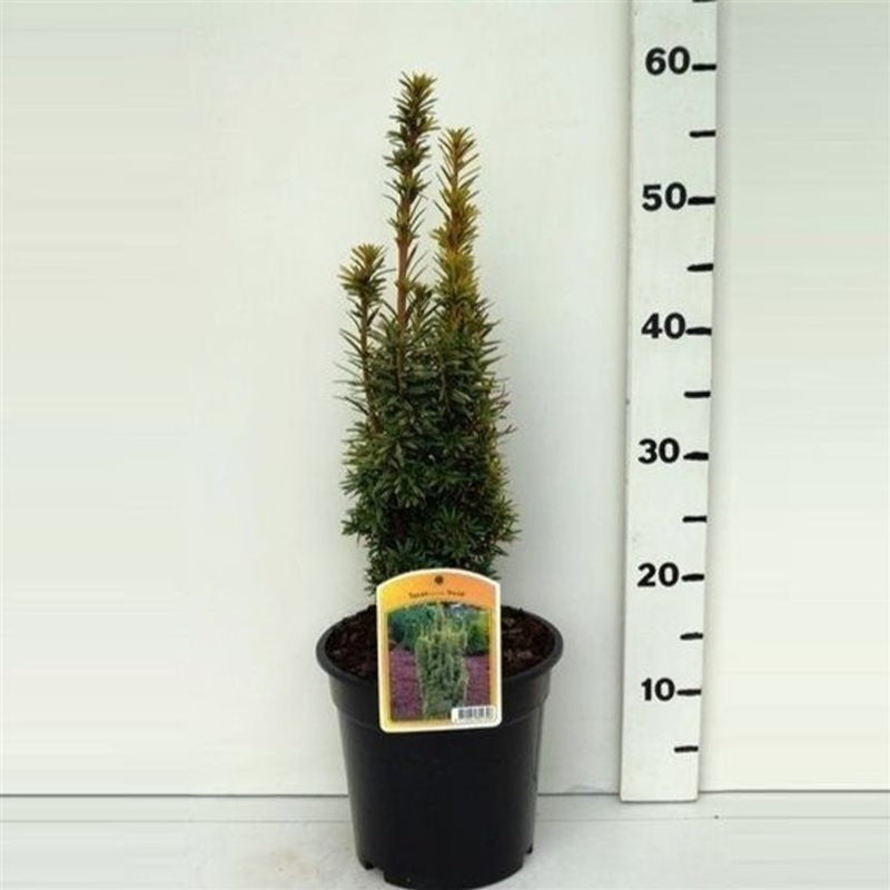 Taxus baccata 'David' - 3Ltr