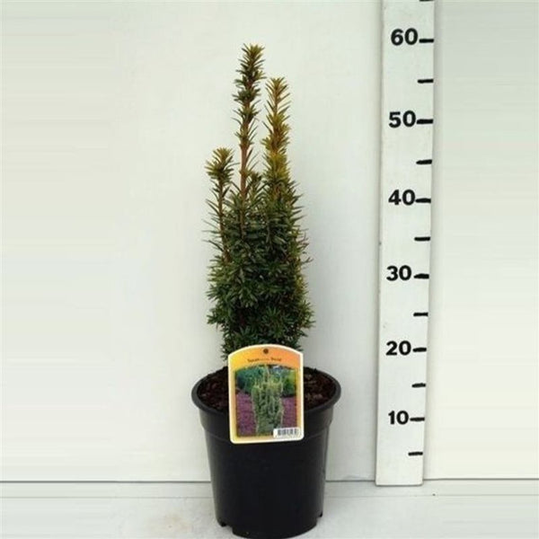 taxus b david Taxus baccata 'David'