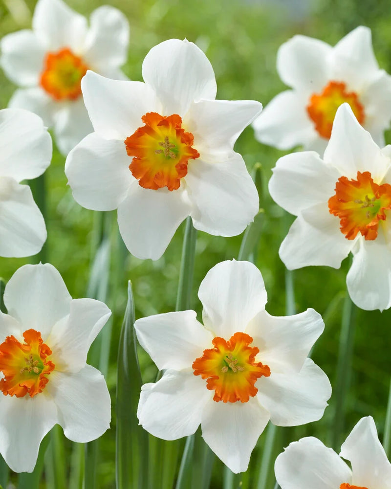 Daffodil Narcissus 'June Allyson' (7 Bulbs Per Pack)