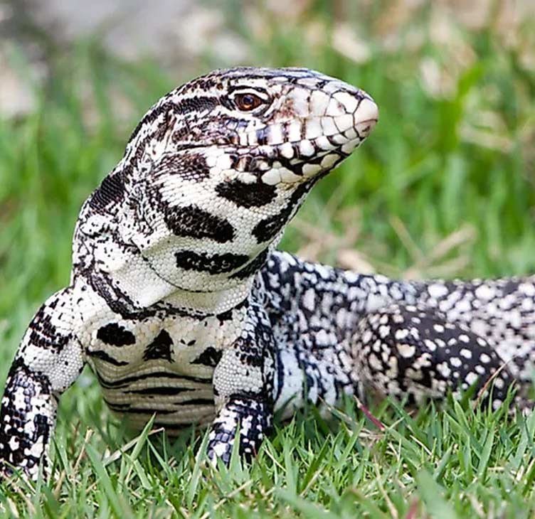 Argentine Tegu Baby