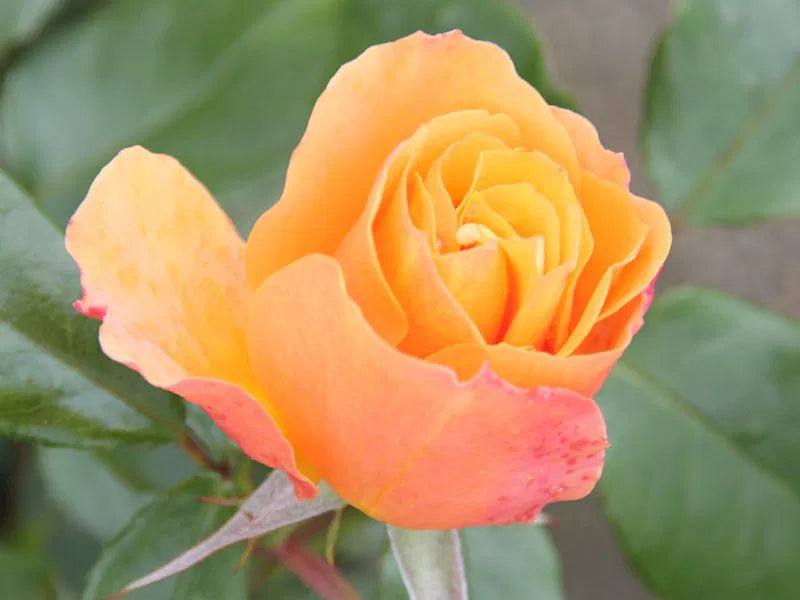 Tequila 2003 Floribunda Rose 4.5 Litre