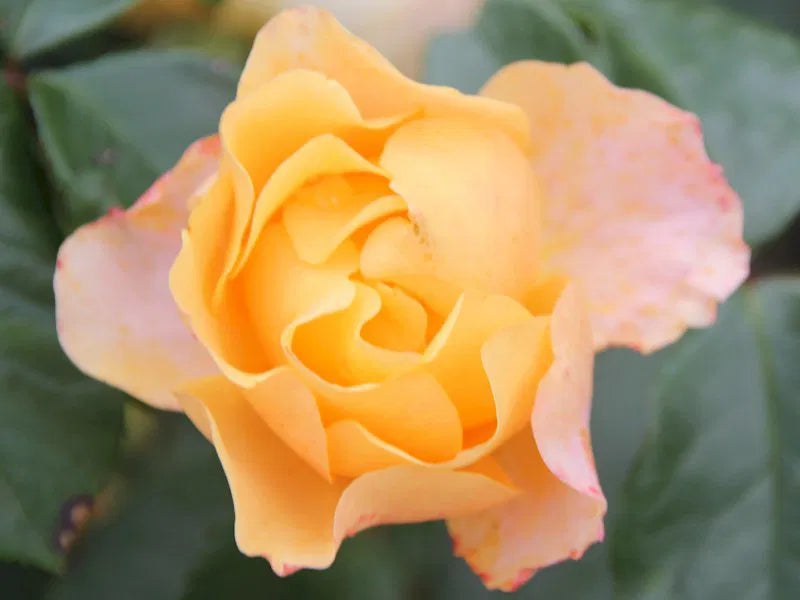 Tequila 2003 Floribunda Rose 4.5 Litre