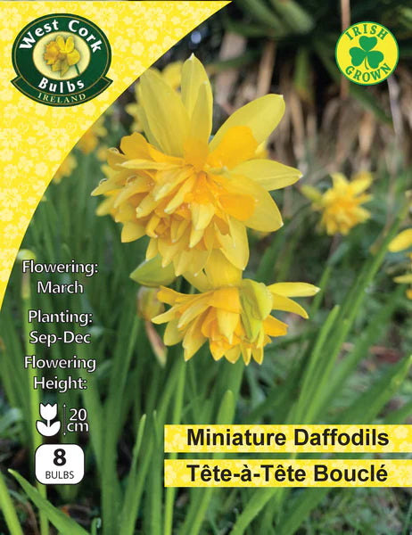Daffodil Narcissus 'Tete A Tete' (10 Pack)