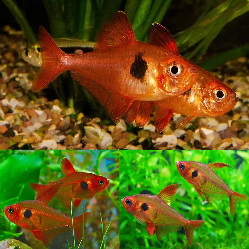 Red Phantom Tetra (ML)