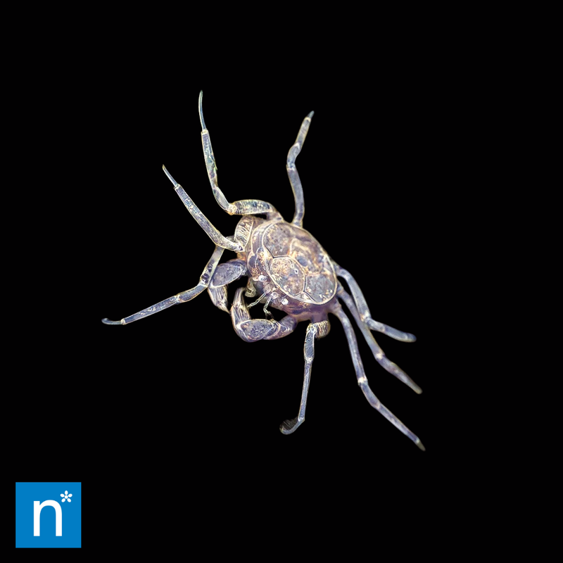 Thai Micro Crab | Limnopilos naiyanetri (M)